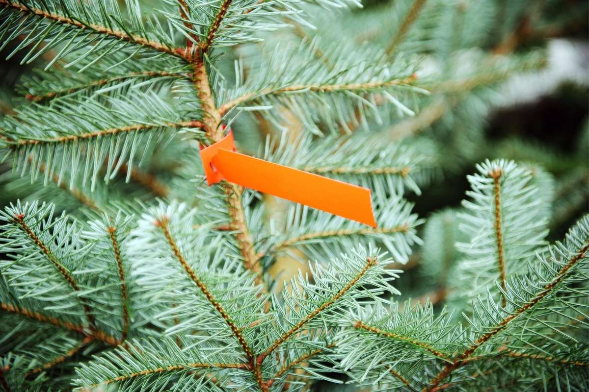prix moyen sapin Noël